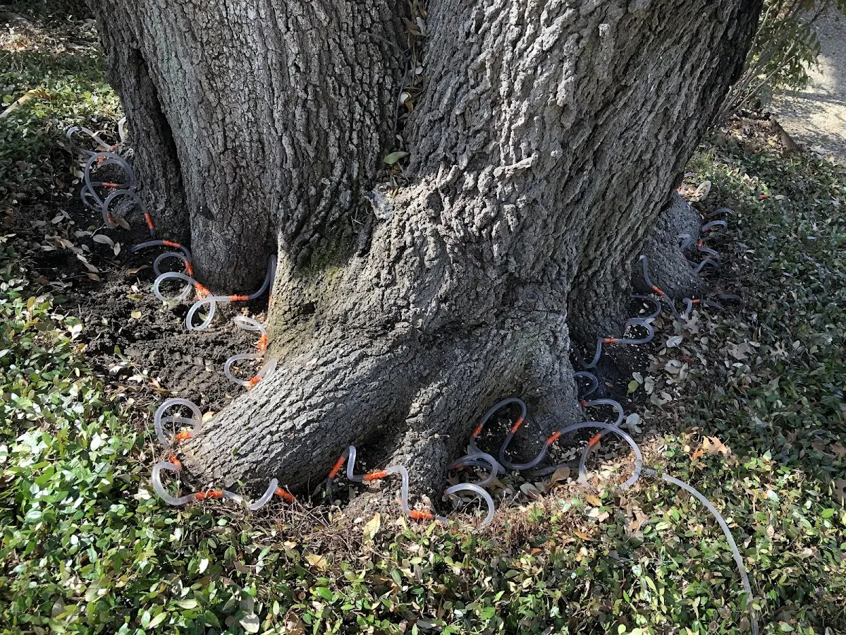 Detailed Tree Cabling and Bracing job site in Angola